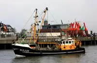 Shrimp, Beamtrawler